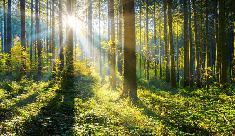 Sonnenstrahlen im Wald